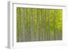 Oregon, Boardman. Pattern of Hybrid Poplar Trees-Jaynes Gallery-Framed Photographic Print