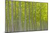 Oregon, Boardman. Pattern of Hybrid Poplar Trees-Jaynes Gallery-Mounted Photographic Print