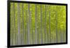 Oregon, Boardman. Pattern of Hybrid Poplar Trees-Jaynes Gallery-Framed Photographic Print