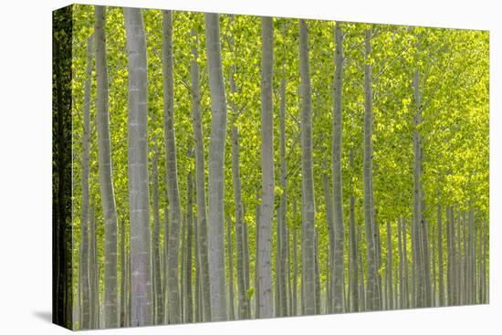 Oregon, Boardman. Pattern of Hybrid Poplar Trees-Jaynes Gallery-Stretched Canvas