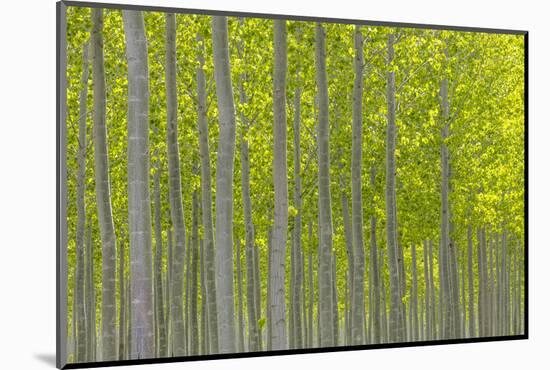 Oregon, Boardman. Pattern of Hybrid Poplar Trees-Jaynes Gallery-Mounted Photographic Print