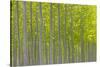 Oregon, Boardman. Pattern of Hybrid Poplar Trees-Jaynes Gallery-Stretched Canvas