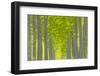 Oregon, Boardman. Pattern of Hybrid Poplar Trees-Jaynes Gallery-Framed Photographic Print