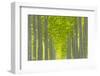 Oregon, Boardman. Pattern of Hybrid Poplar Trees-Jaynes Gallery-Framed Photographic Print