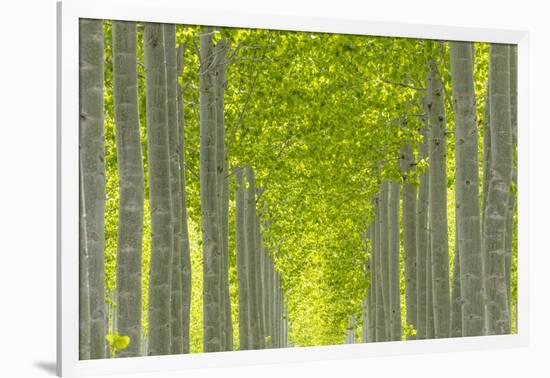 Oregon, Boardman. Pattern of Hybrid Poplar Trees-Jaynes Gallery-Framed Photographic Print