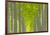 Oregon, Boardman. Pattern of Hybrid Poplar Trees-Jaynes Gallery-Framed Photographic Print