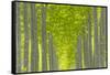Oregon, Boardman. Pattern of Hybrid Poplar Trees-Jaynes Gallery-Framed Stretched Canvas