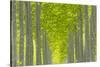 Oregon, Boardman. Pattern of Hybrid Poplar Trees-Jaynes Gallery-Stretched Canvas