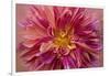 Oregon, Canby. Pink Dahlia Detail-Jaynes Gallery-Framed Photographic Print