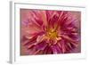 Oregon, Canby. Pink Dahlia Detail-Jaynes Gallery-Framed Photographic Print