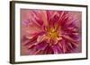 Oregon, Canby. Pink Dahlia Detail-Jaynes Gallery-Framed Photographic Print