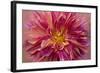 Oregon, Canby. Pink Dahlia Detail-Jaynes Gallery-Framed Photographic Print