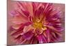 Oregon, Canby. Pink Dahlia Detail-Jaynes Gallery-Mounted Photographic Print