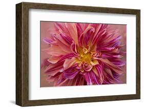 Oregon, Canby. Pink Dahlia Detail-Jaynes Gallery-Framed Photographic Print