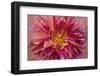 Oregon, Canby. Pink Dahlia Detail-Jaynes Gallery-Framed Photographic Print