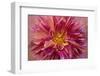 Oregon, Canby. Pink Dahlia Detail-Jaynes Gallery-Framed Photographic Print