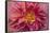 Oregon, Canby. Pink Dahlia Detail-Jaynes Gallery-Framed Stretched Canvas