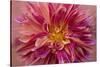 Oregon, Canby. Pink Dahlia Detail-Jaynes Gallery-Stretched Canvas