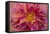 Oregon, Canby. Pink Dahlia Detail-Jaynes Gallery-Framed Stretched Canvas