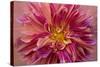 Oregon, Canby. Pink Dahlia Detail-Jaynes Gallery-Stretched Canvas
