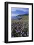 Oregon Coast and Douglas Iris-Darrell Gulin-Framed Photographic Print