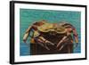 Oregon Coast - Dungeness Crab Vintage Postcard-Lantern Press-Framed Art Print