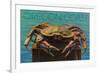 Oregon Coast - Dungeness Crab Vintage Postcard-Lantern Press-Framed Premium Giclee Print