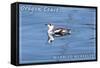 Oregon Coast - Marbled Murrelet-Lantern Press-Framed Stretched Canvas