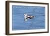 Oregon Coast - Marbled Murrelet-Lantern Press-Framed Art Print