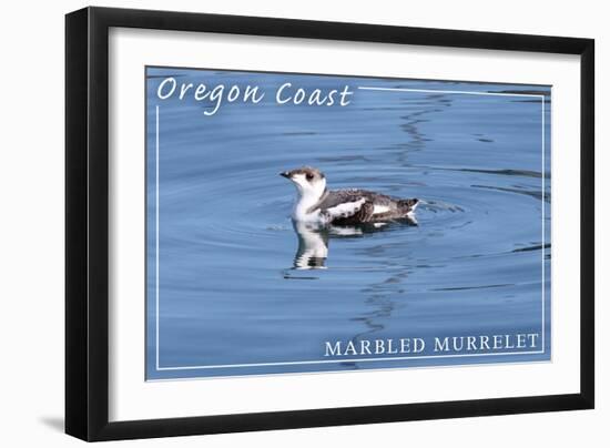 Oregon Coast - Marbled Murrelet-Lantern Press-Framed Art Print