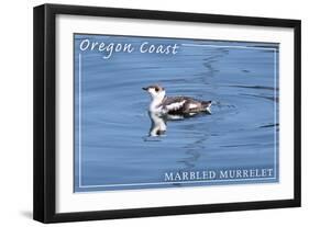 Oregon Coast - Marbled Murrelet-Lantern Press-Framed Art Print