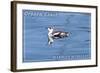 Oregon Coast - Marbled Murrelet-Lantern Press-Framed Art Print
