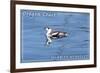 Oregon Coast - Marbled Murrelet-Lantern Press-Framed Art Print