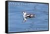 Oregon Coast - Marbled Murrelet-Lantern Press-Framed Stretched Canvas