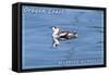 Oregon Coast - Marbled Murrelet-Lantern Press-Framed Stretched Canvas
