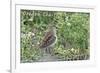 Oregon Coast - Sandpiper-Lantern Press-Framed Art Print