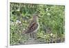 Oregon Coast - Sandpiper-Lantern Press-Framed Art Print