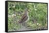 Oregon Coast - Sandpiper-Lantern Press-Framed Stretched Canvas