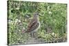 Oregon Coast - Sandpiper-Lantern Press-Stretched Canvas