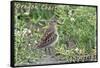 Oregon Coast - Sandpiper-Lantern Press-Framed Stretched Canvas