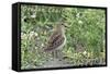 Oregon Coast - Sandpiper-Lantern Press-Framed Stretched Canvas