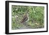 Oregon Coast - Sandpiper-Lantern Press-Framed Art Print