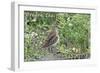 Oregon Coast - Sandpiper-Lantern Press-Framed Art Print