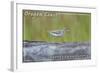 Oregon Coast - Spotted Sandpiper-Lantern Press-Framed Art Print