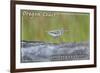 Oregon Coast - Spotted Sandpiper-Lantern Press-Framed Art Print