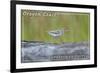 Oregon Coast - Spotted Sandpiper-Lantern Press-Framed Art Print