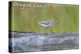 Oregon Coast - Spotted Sandpiper-Lantern Press-Stretched Canvas