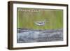 Oregon Coast - Spotted Sandpiper-Lantern Press-Framed Art Print