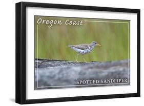 Oregon Coast - Spotted Sandpiper-Lantern Press-Framed Art Print