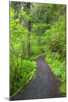 Oregon Coast Trail, Oswald West State Park, Oregon, USA-Jamie & Judy Wild-Mounted Photographic Print